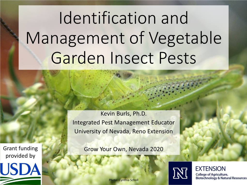 Identification and Management of Vegetable Garden Insect Pests