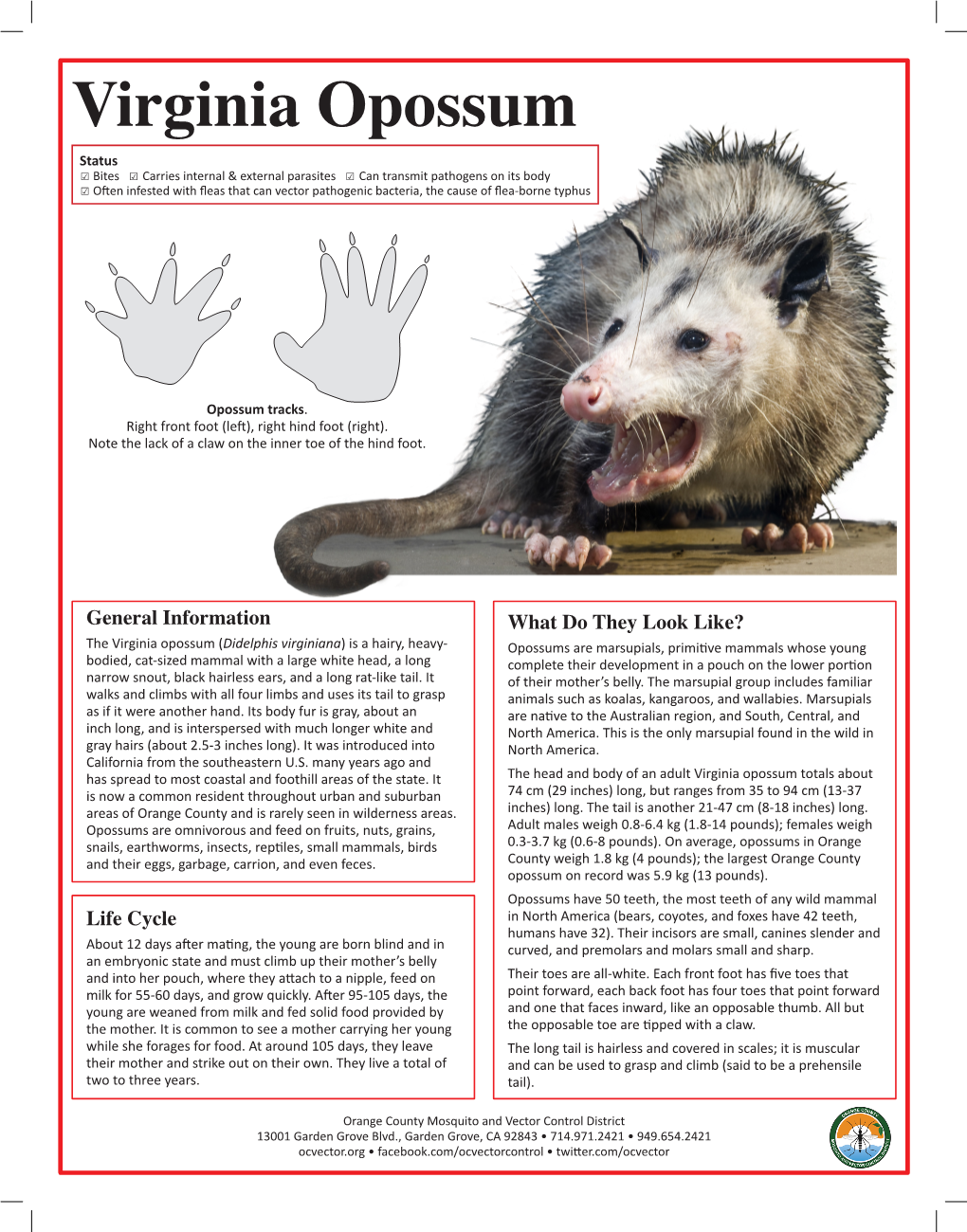 Virginia Opossum