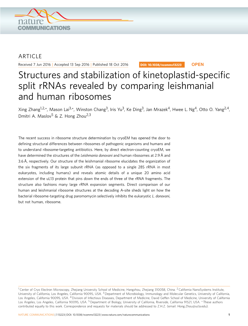 Structures and Stabilization of Kinetoplastid-Specific Split Rrnas Revealed by Comparing Leishmanial and Human Ribosomes