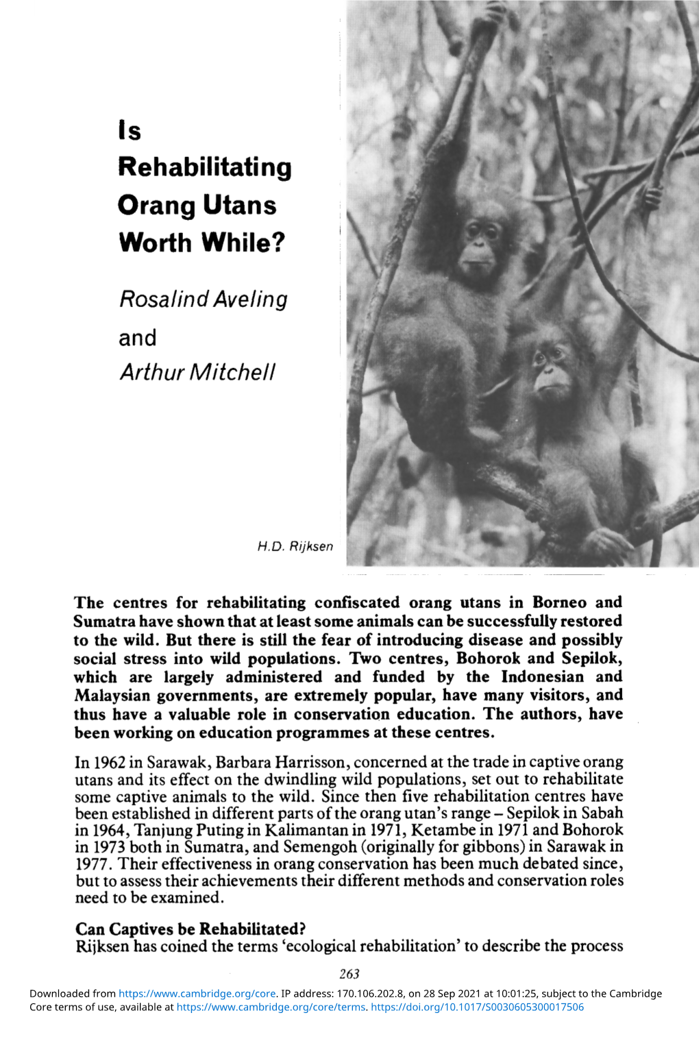 Is Rehabilitating Orang Utans Worth While?