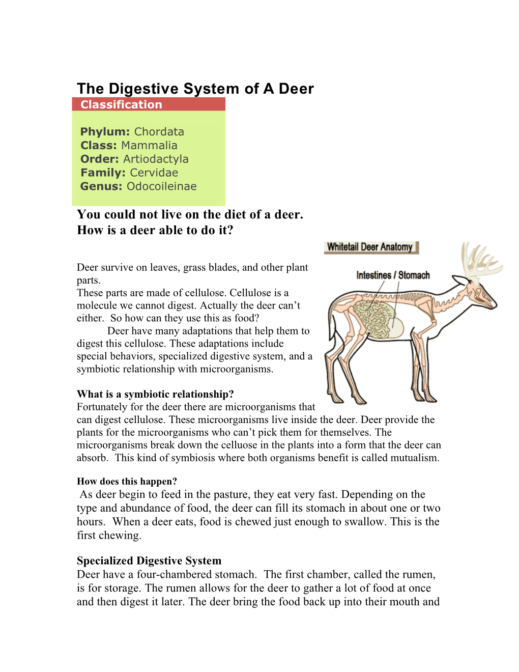 The Digestive System of a Deer Classification