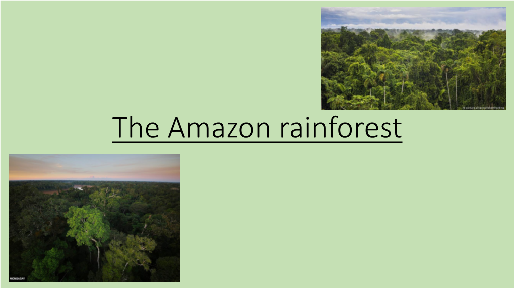The Amazon Rainforest FACTS