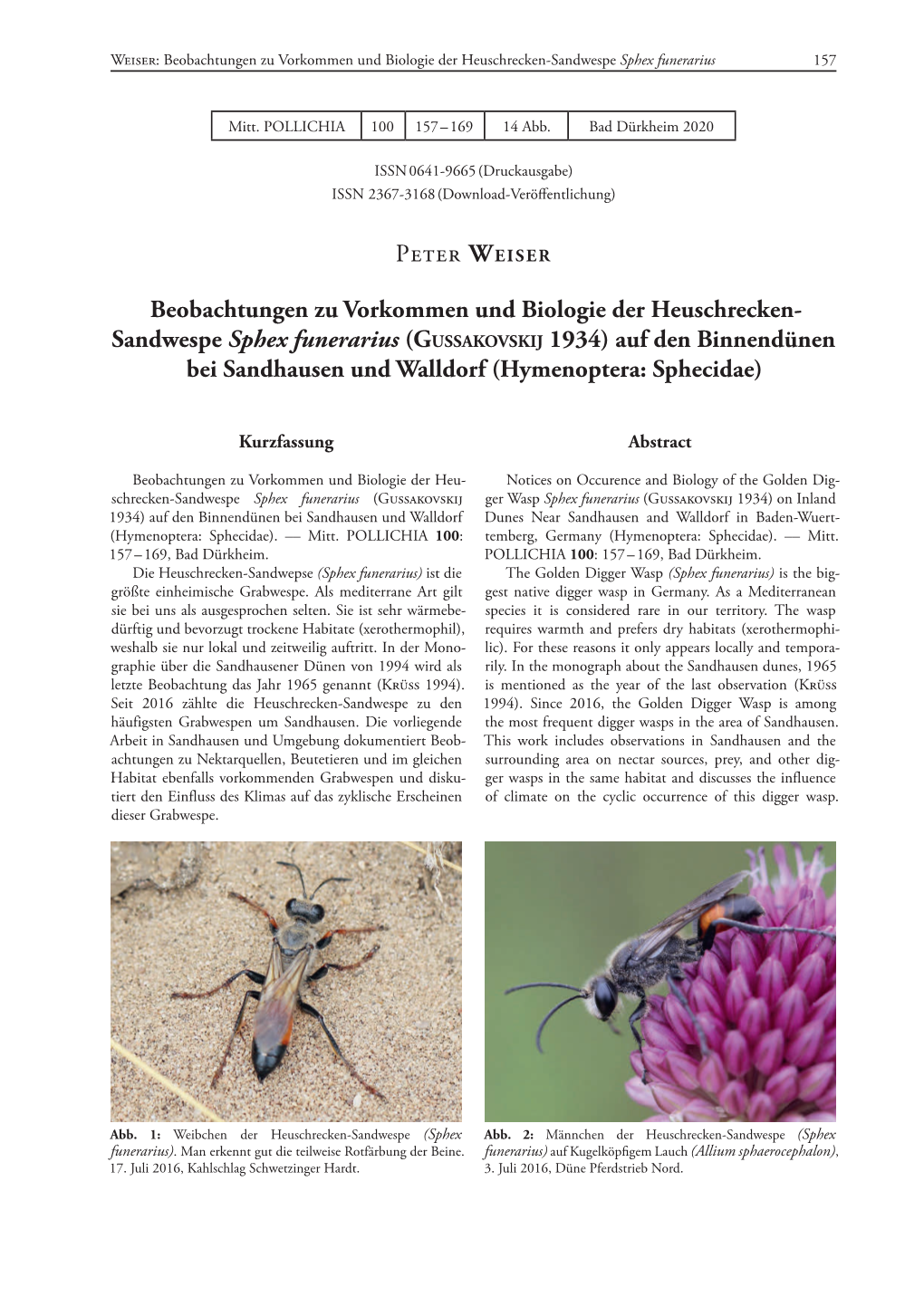 Sandwespe Sphex Funerarius (Gussakovskij 1934) Auf Den Binnendünen Bei Sandhausen Und Walldorf (Hymenoptera: Sphecidae)