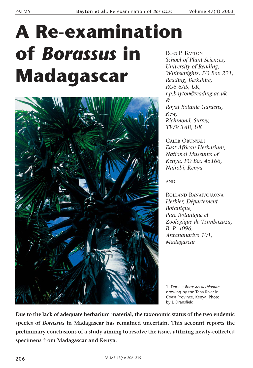 A Re-Examination of Borassus in Madagascar