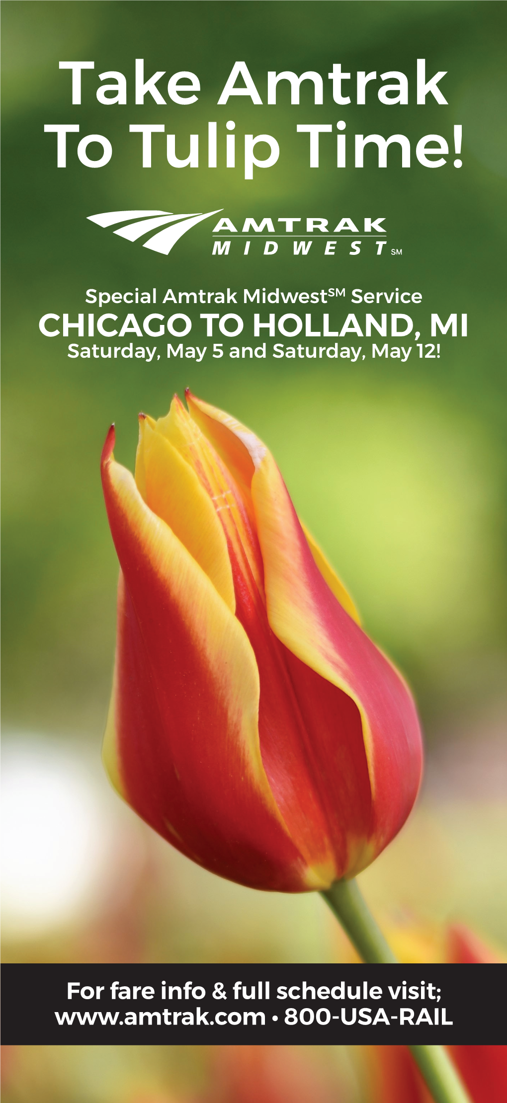 Take Amtrak to Tulip Time!