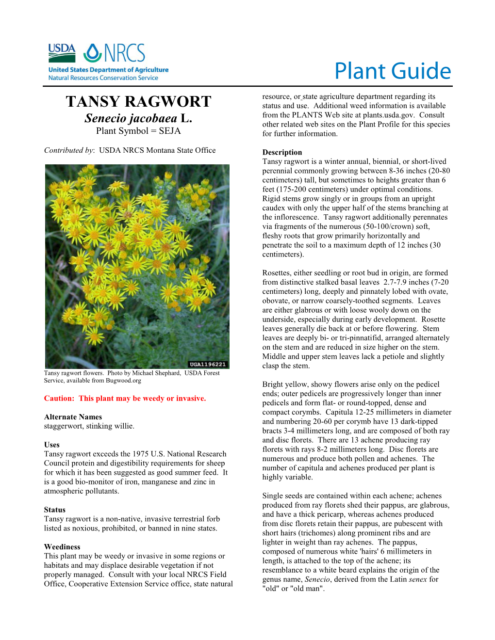 TANSY RAGWORT Status and Use