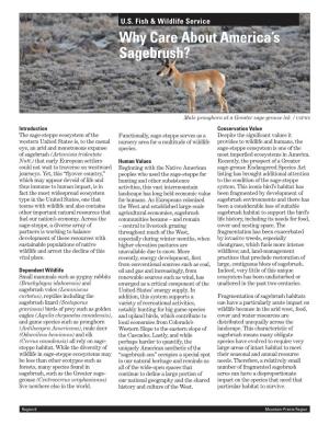 Why Care About America's Sagebrush?