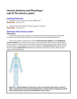 Human Anatomy and Physiology I Lab 10 the Nervous System