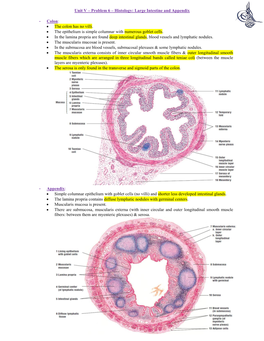 Unit V – Problem 6 – Histology: Large Intestine and Appendix
