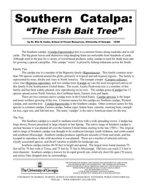 Southern Catalpa: “The Fish Bait Tree”