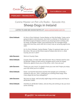 Sheep Dogs in Ireland