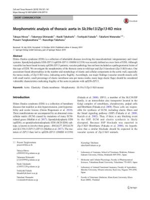 Morphometric Analysis of Thoracic Aorta in Slc39a13/Zip13-KO Mice