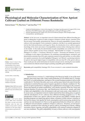Physiological and Molecular Characterization of New Apricot Cultivars Grafted on Different Prunus Rootstocks