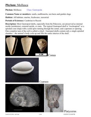 Phylum: Mollusca Conus Platyceras