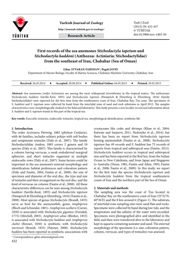 First Records of the Sea Anemones Stichodactyla Tapetum