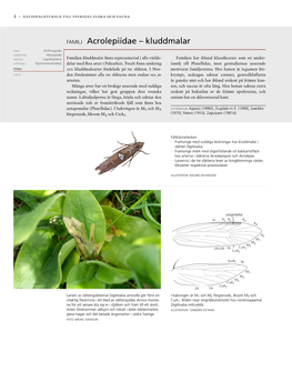 FAMILJ Acrolepiidae – Kluddmalar