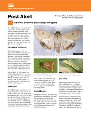 Pest Alert: Old World Bollworm (Helicoverpa Armigera)