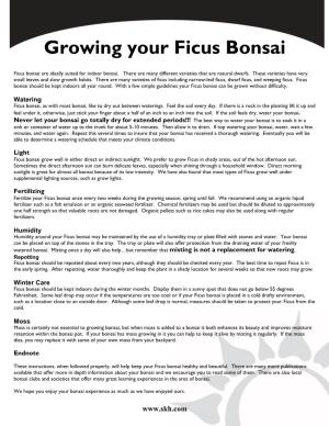 Growing Your Ficus Bonsai