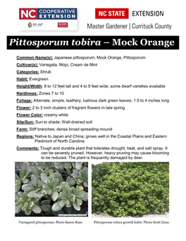 Pittosporum Tobira – Mock Orange