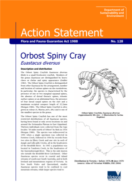 Orbost Spiny Crayfish (Euastacus Diversus)