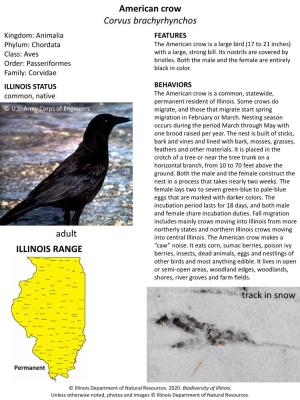 American Crow Corvus Brachyrhynchos