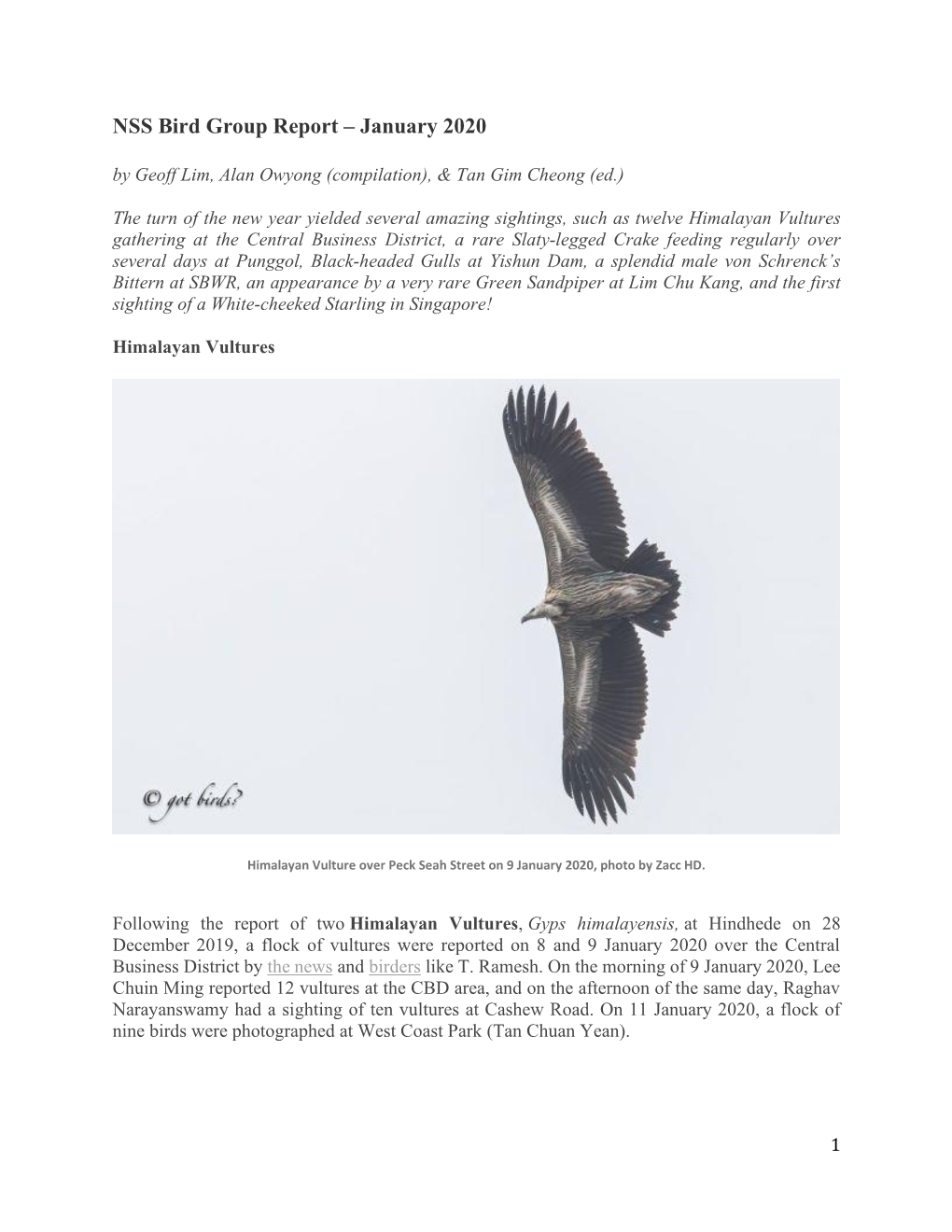 NSS Bird Group Report – January 2020 by Geoff Lim, Alan Owyong (Compilation), & Tan Gim Cheong (Ed.)