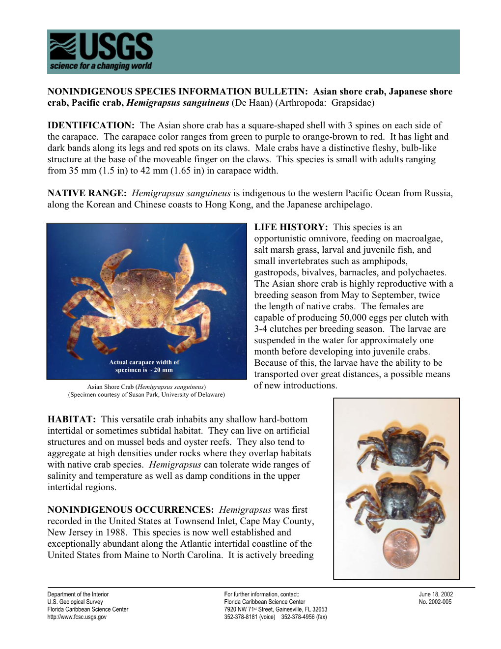 Hemigrapsus Asian Crab