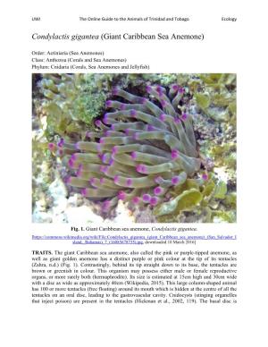 Condylactis Gigantea (Giant Caribbean Sea Anemone)
