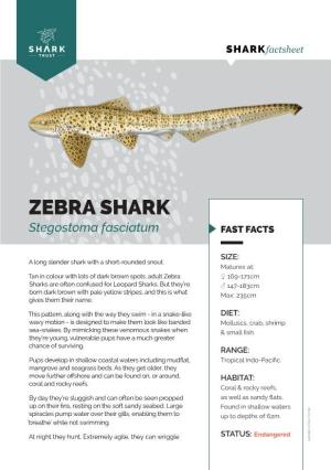 ZEBRA SHARK Stegostoma Fasciatum FAST FACTS
