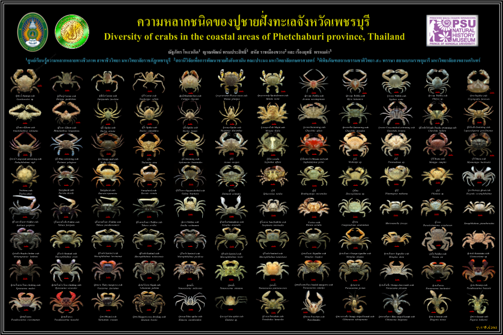 ปูฤาษีshielded Box Crab ปูโคลน ปูโคลน ปูเสฉวนลายส้ม Orange Striped