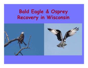 Bald Eagle & Osprey Recovery in Wisconsin