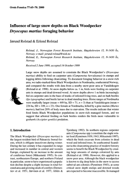 Influence of Large Snow Depths on Black Woodpecker Dryocopus Martius Foraging Behavior