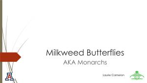 Milkweed Butterflies AKA Monarchs