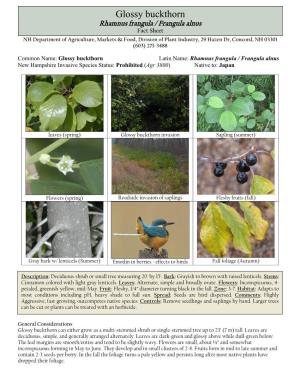 Glossy Buckthorn Rhamnusoriental Frangula Bittersweet / Frangula Alnus Control Guidelines Fact Sheet