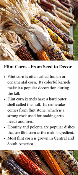 Flint Corn…From Seed to Décor