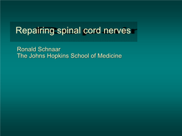Repairing Spinal Cord Nerves