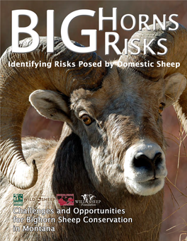 Bighorns, Big Risks Identifying Risks Posed by Domestic Sheep Challenges and Opportunities for Bighorn Sheep Conservation in Montana Report by ROBB KREHBIEL