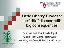 Little Cherry Disease: the “Little” Disease with Big Consequences