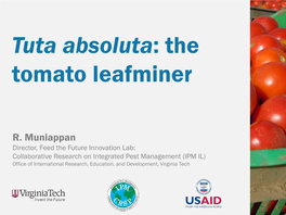 Tuta Absoluta: the Tomato Leafminer