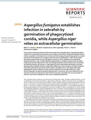 Aspergillus Fumigatus Establishes Infection in Zebrafish by Germination of Phagocytized Conidia, While Aspergillus Niger Relies