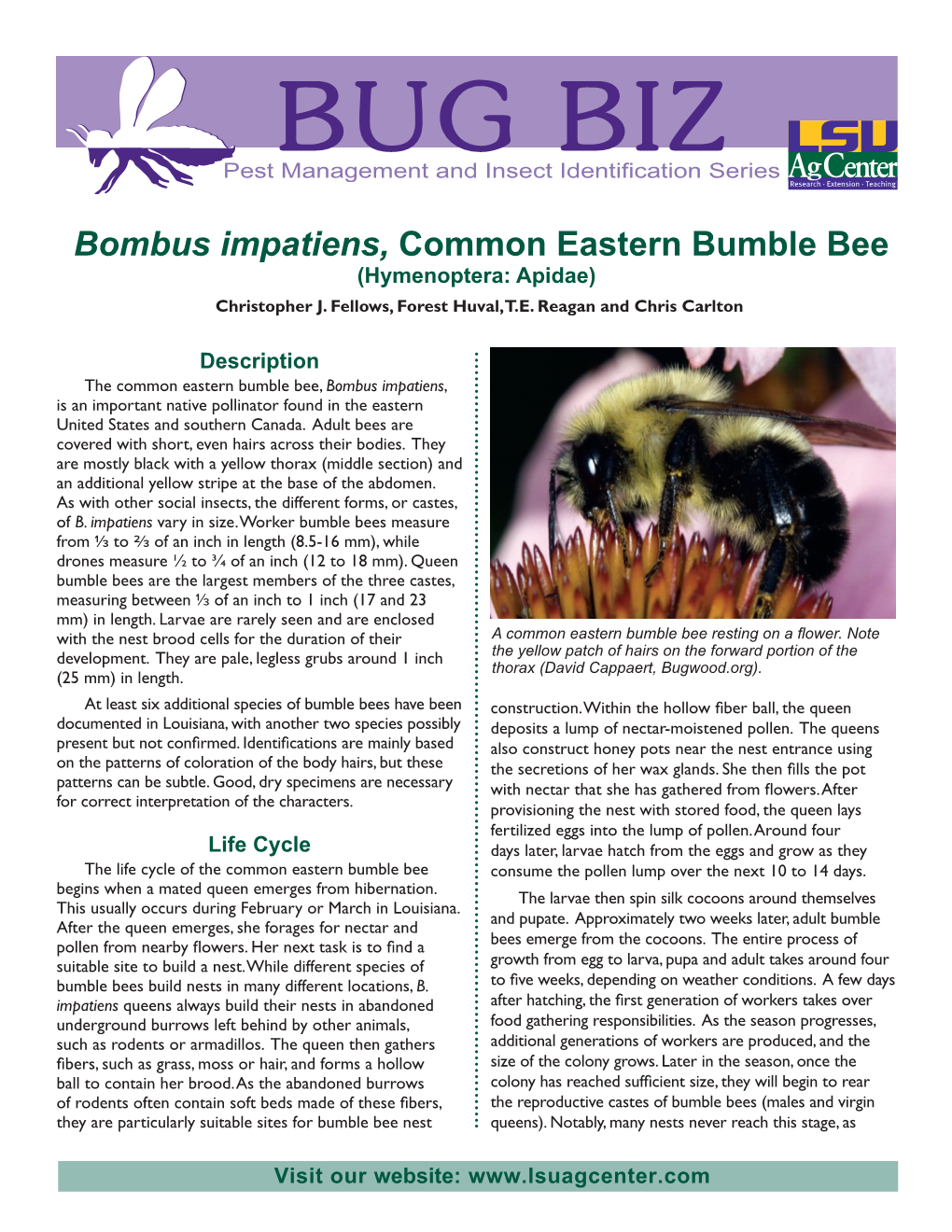 Bombus Impatiens, Common Eastern Bumblebee
