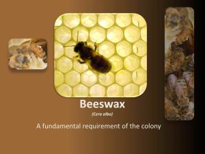 Beeswax (Cera Alba) a Fundamental Requirement of the Colony a Colony Without Combs Combs Natural Hexagonal Formation Natural Hexagonal Formation