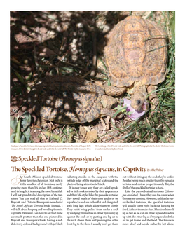 The Speckled Tortoise, Homopus Signatus, in Captivity by Mike Palmer