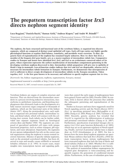 The Prepattern Transcription Factor Irx3 Directs Nephron Segment Identity