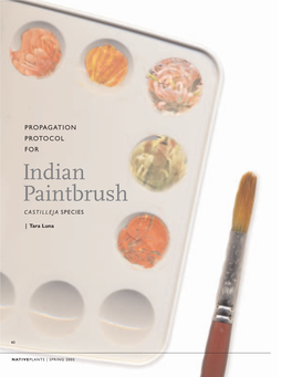 Indian Paintbrush CASTILLEJA SPECIES