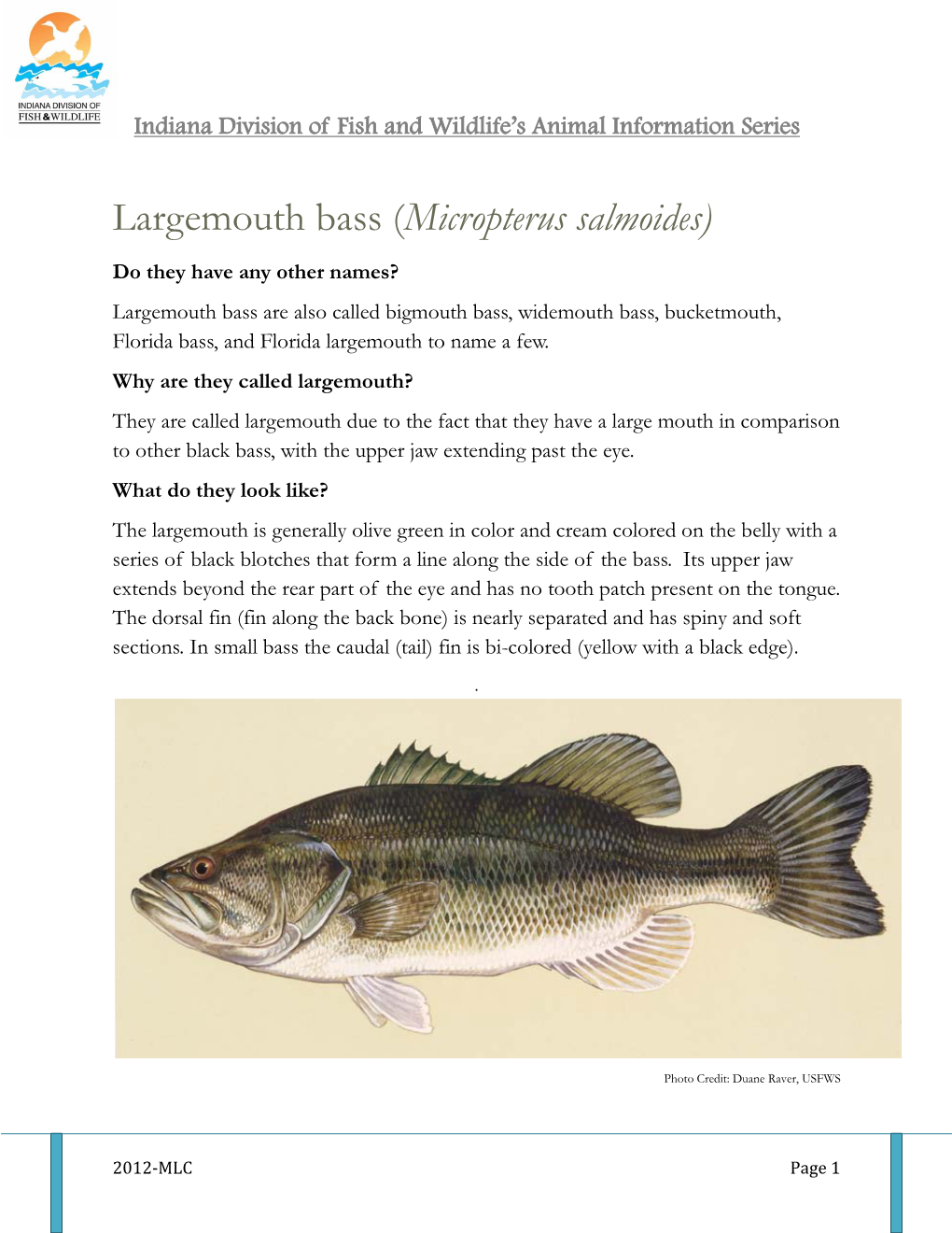 Largemouth Bass (Micropterus Salmoides)