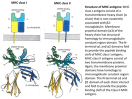MHC Class I Antigens Consist of a Transmembrane Heavy Chain (Α Chain) That Is Non-Covalently Associated with Β2- Microglobulin