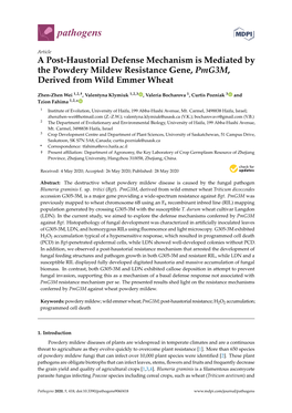 A Post-Haustorial Defense Mechanism Is Mediated by the Powdery Mildew Resistance Gene, Pmg3m, Derived from Wild Emmer Wheat