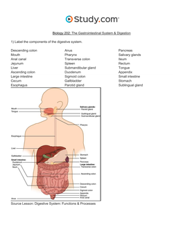 The Gastrointestinal System & Digestion Visual Worksheet