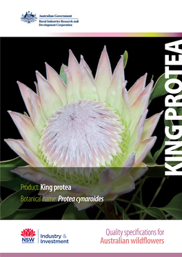 King Protea Botanical Name: Protea Cynaroides